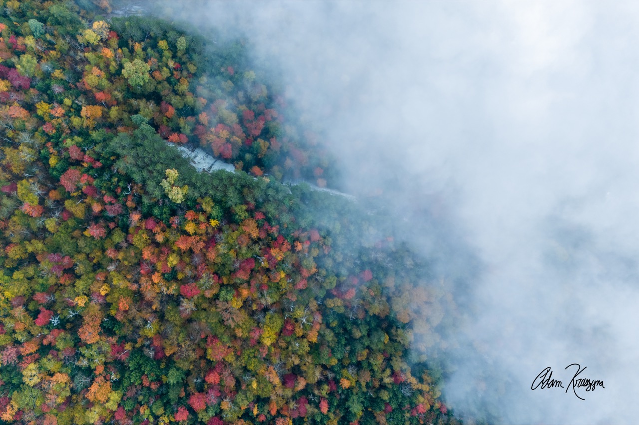 Forest and Clouds Collide