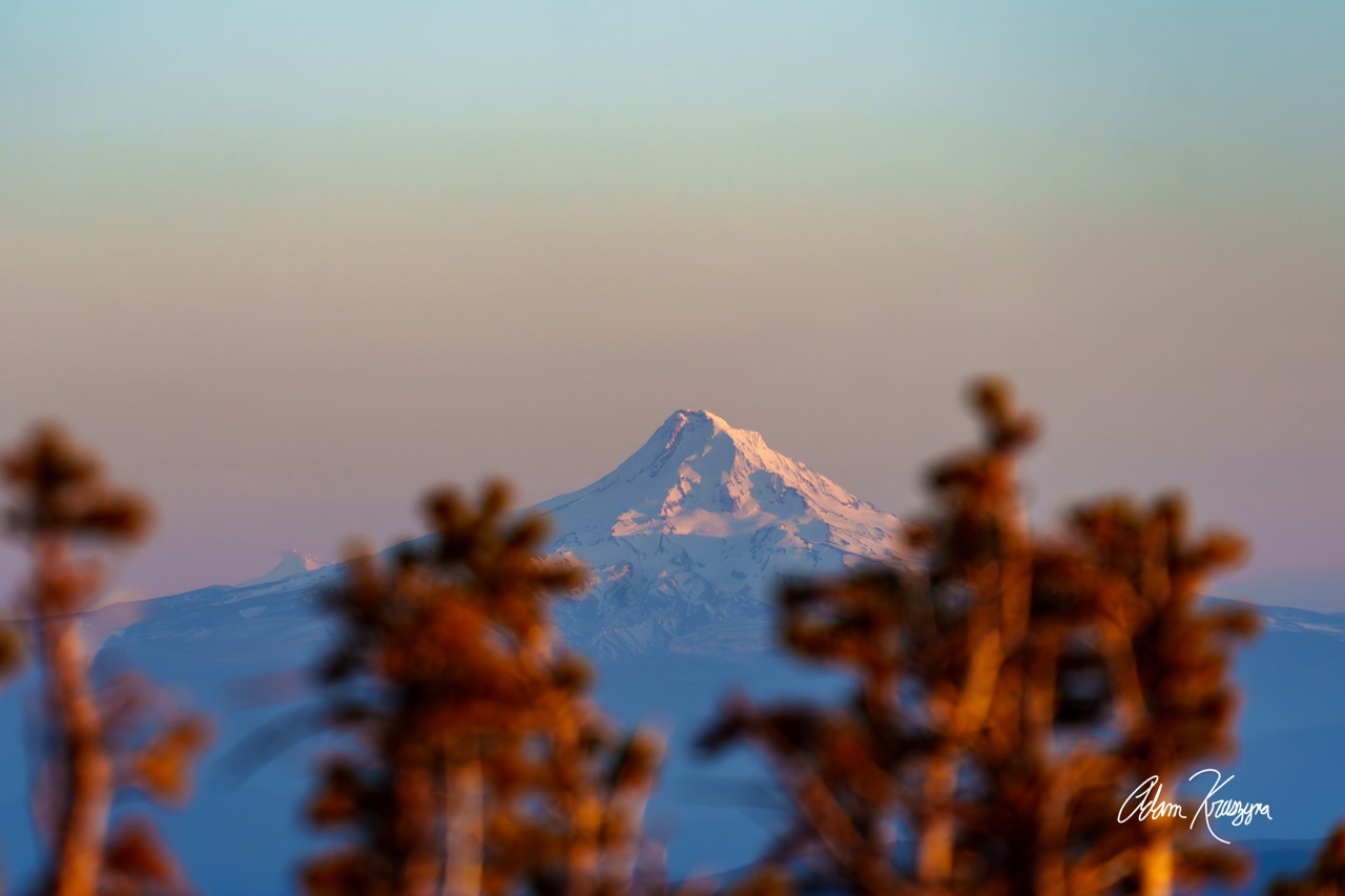 Mount Hood through the Trees